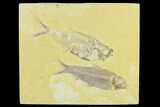 Diplomystus With Knightia Fossil Fish - Green River Formation #131521-1
